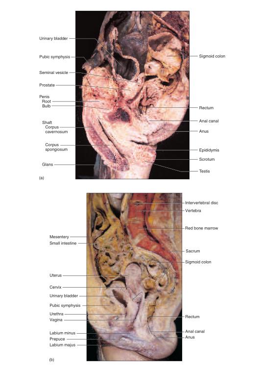 human biochemistry