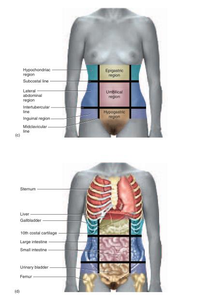 human biochemistry